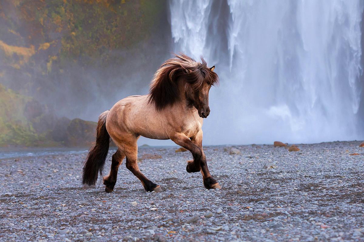 Islandsk hest